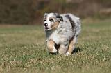 BERGER AUSTRALIEN PUPPIES 230